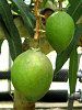 �}���S�[�iMango�j