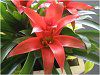 �O�Y�}�j�A(Guzmania)8
