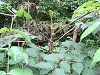 �^���m�L