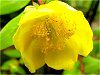 �L���V�o�C(�����~�j