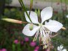 �K�E��(Gaura)