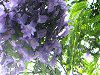 �W���J�����_1(Jacaranda)