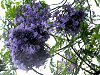 �W���J�����_1(Jacaranda)