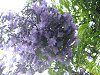�W���J�����_1(Jacaranda)