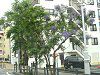 �W���J�����_3(Jacaranda)