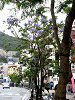 �W���J�����_5(Jacaranda)