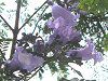 �W���J�����_7(Jacaranda)