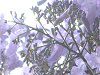 �W���J�����_8(Jacaranda)