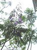 �W���J�����_9(Jacaranda)
