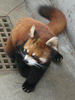 �V�Z�����b�T�[�p���_�i�l��Lesser panda�j