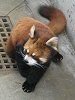�V�Z�����b�T�[�p���_�i�l��Lesser panda�j