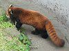 �V�Z�����b�T�[�p���_�i�l��Lesser panda�j
