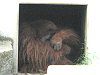 �X�}�g���E�I���E�[�^���iSumatran orangutan�j