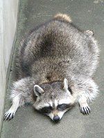 �A���C�O�}�i���F�A��F�j65
