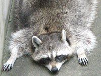 �A���C�O�}�i���F�A��F�j66