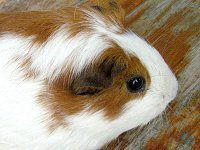 �������b�g