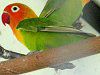 �{�^���C���R�i���O�C���R�j38