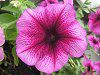�y�`���j�A(Petunia)10