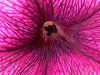 �y�`���j�A(Petunia)11