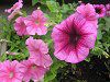 �y�`���j�A(Petunia)12
