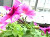 �y�`���j�A(Petunia)13