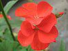 �[���j�E��(Geranium)15