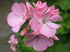 �[���j�E��(Geranium)16