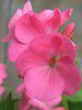 �[���j�E��(Geranium)17