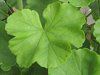 �[���j�E��(Geranium)18