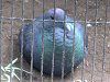 �J���X�o�g(�G��)
