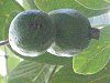 �O�A�o(Guava)
