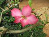 �A�f�j�E���iAdenium�j