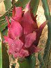 �h���S���t���[�c�ʎ�(Dragon fruit)