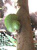 �g�Q�o�����C�V