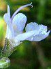 ���[�Y�}���[(Rosemary)