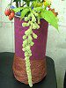 �A�}�����T�X��J�E�_�c�X�iAmaranthus caudatus�j
