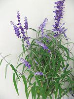 �T���r�A�E���E�J���T(Salvia leucantha)