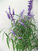 �T���r�A�E���E�J���T(Salvia leucantha)