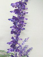 �T���r�A�E���E�J���T(Salvia leucantha)