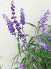 �T���r�A�E���E�J���T(Salvia leucantha)