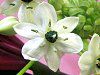 �I�[�j�\�K�����E�T���f���V�[(Ornithogalum saundersiae)10