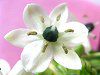 �I�[�j�\�K�����E�T���f���V�[(Ornithogalum saundersiae)12
