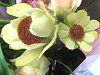 ���E�J�f���h�����e�f�B�X�J���[�f(Leucadendron Discolor)30