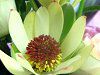 ���E�J�f���h�����e�f�B�X�J���[�f(Leucadendron Discolor)32