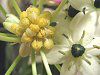 �I�[�j�\�K�����E�T���f���V�[(Ornithogalum saundersiae)