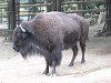 �A�����J�o�C�\��(American bison)