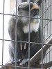 �u���b�U�E�O�G�m��(Brazza Guenon)