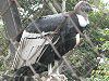 �R���h��(Condor)