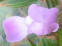 �m�{�^���E���g���G���W�F��2
