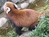 �V�Z�����b�T�[�p���_�i�l��Lesser panda�j